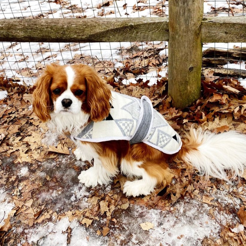 5 Dog Coat Sewing Patterns to Keep Your Pup Cosy